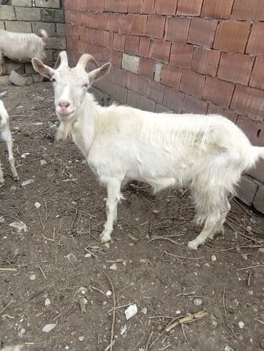 Inəklər, öküzlər: Keçilər dəsti satılır – ümumi 6 baş • 1 baş hələpnən × sanen dönməsi — 8