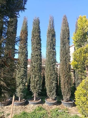 evkalipt agaci satilir: Piramidanli yolka hündürlüyü 4-5m qabdadi Rayon ağacı deyil — 4