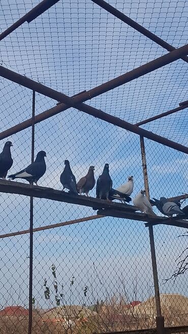 ВАЗ (ЛАДА): Satılır — 7