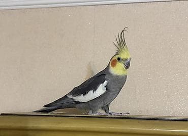 AĞCABƏDİ RAYONU ÖZ YETİŞDİRDİYİMİZ BALALAR ERKƏK 2 AYLIQ ÇOX GÖZƏL