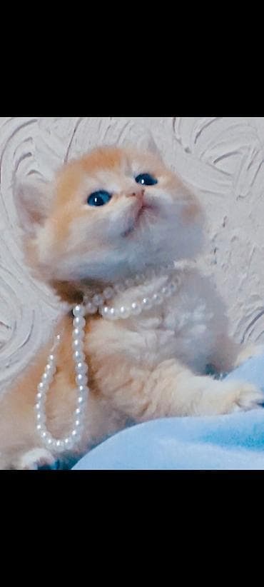 pişim: Britan — 5