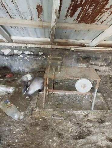 Hərşey işləyir bıcaqitləyəni də var alan endirim olacaq