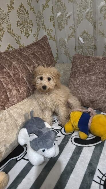 сколько стоит щенок акита ину: Пудель, 8 месяцев, Самка, С прививками, Самовывоз, Бесплатная доставка — 5