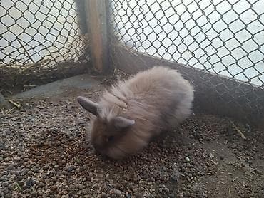 en yaxsi bugda sortu: Holland lop cinsi Ev dovşanları – tüklü miniatür bala dovşanlar şəkil — 4