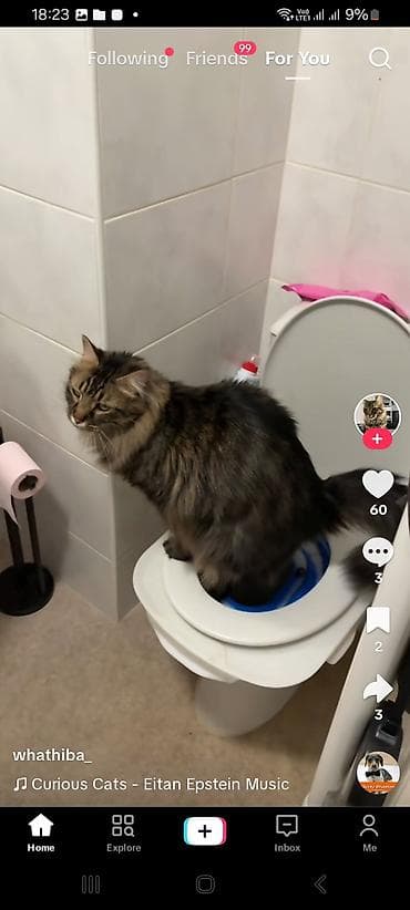 cins pisikler: Bu pişikden axtarıram.Kimde varsa alıram — 1