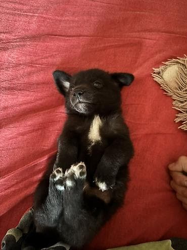 heyvan: Labrador-retriver, 1 ay, Erkek — 2
