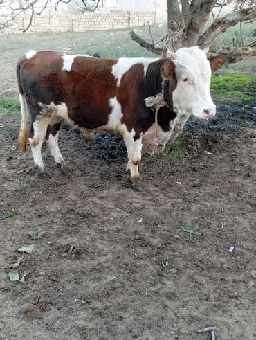 dovşan satışı: Dana, buzov, Erkək, Simental, ay: 1, 220 kq, Damazlıq — 1