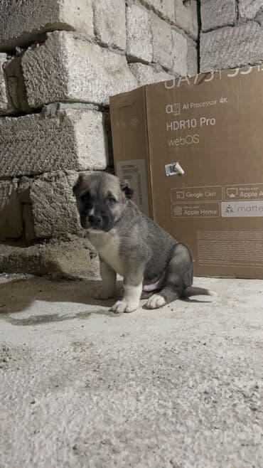 afcarka itlerin satisi: 1 ay, Erkek, Peyvəndli — 5