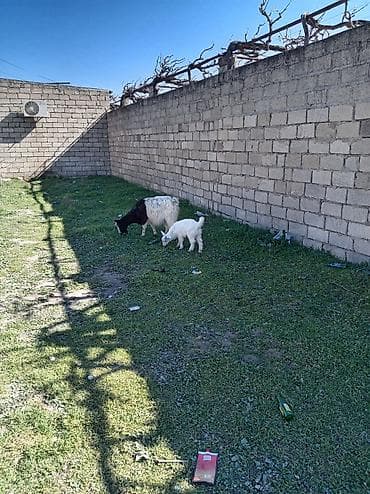 Keçilər, çəpişlər: Satılır: keçilər (ana və balası) və tekə Təsvir: - Şəkillərdə görünən — 4