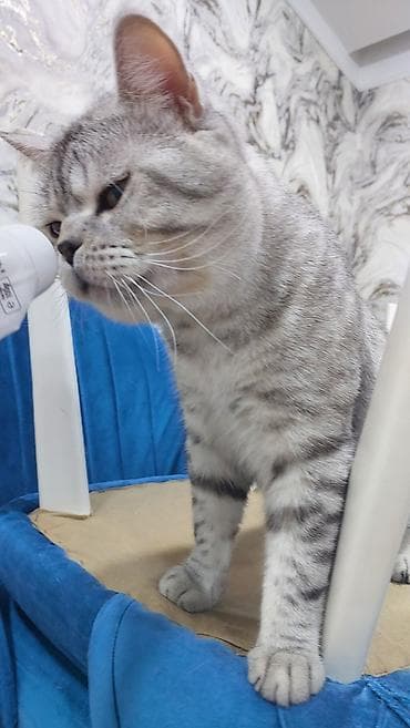 Heyvanlar üçün mallar: Şinşilla, Erkək, Yaxşı əllərə, Ödənişli çatdırılma — 2