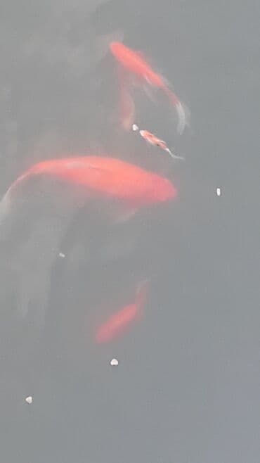 nemo baligi: Yapon qizil baliqlari — 6