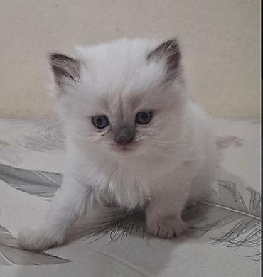 munchkin pişik: Şotland — 4