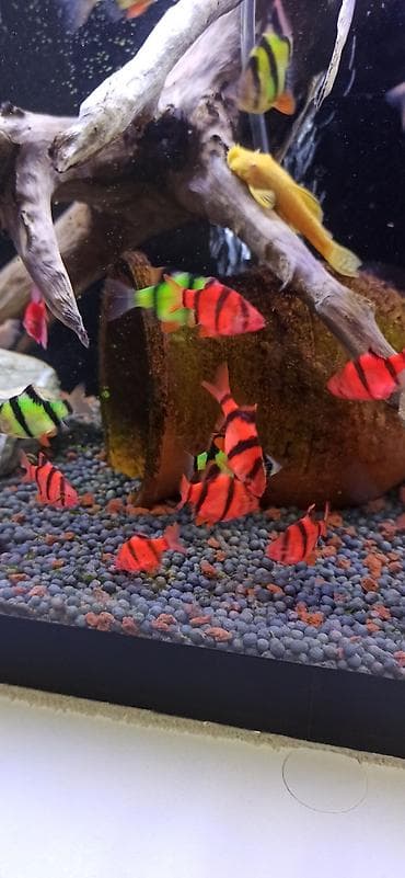 balıq qurdu: Sülhsevər — 2