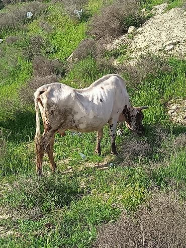 inək şves: 100 110klo ineydi qisirdi — 1