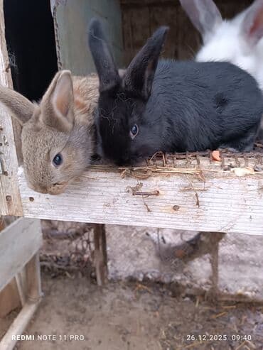 Qoyunlar, qoçlar: İki dənə 28 günlük dovşan balaları Saglamdilar bağ şəraitində özüm — 6