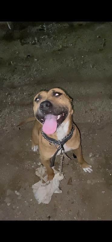 pitbull balasi satilir: Pitbul, Dişi — 4