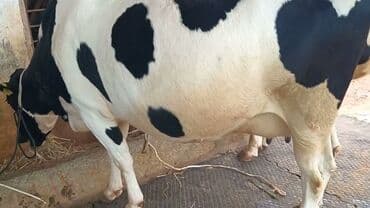 Holşteyn inək.ətlik kimi satılır.2 bala verib.300 kiloya yaxın əti