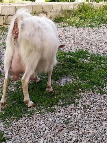 gündelik ev temizlik işi: Dezinfeksiya, dezinseksiya — 2