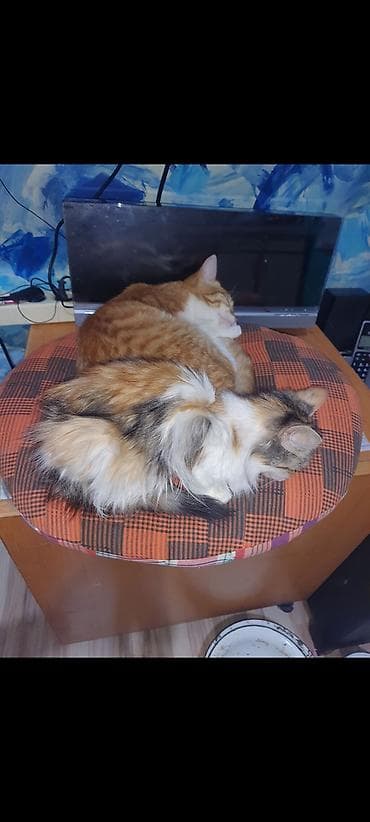 pişik pers: Dişi, Yaxşı əllərə — 5