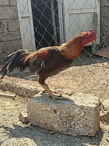 heyvan: Heyvan şeytan pipikdi real alıcı üçün qiymətdə endirim olacaq — 5