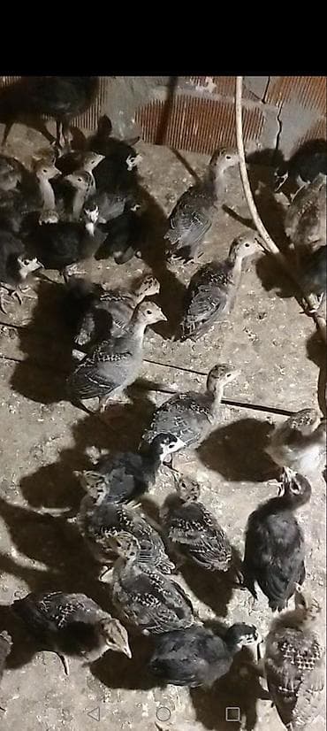 hind: Dişi, Kanada, Ətlik, Ödənişli çatdırılma — 1