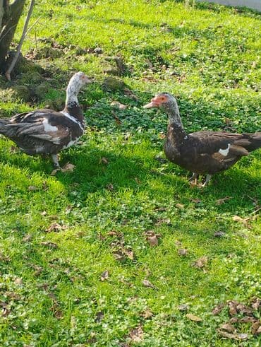 pekin ördək: Salam super damazliq ve kesimlik ucun agir heyvanlardi ag krasnadarlar — 5