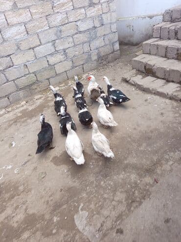 Misk ördəkləri (ındoutka) – qarışıq rənglərdə sürü - Şəkillərdə olan