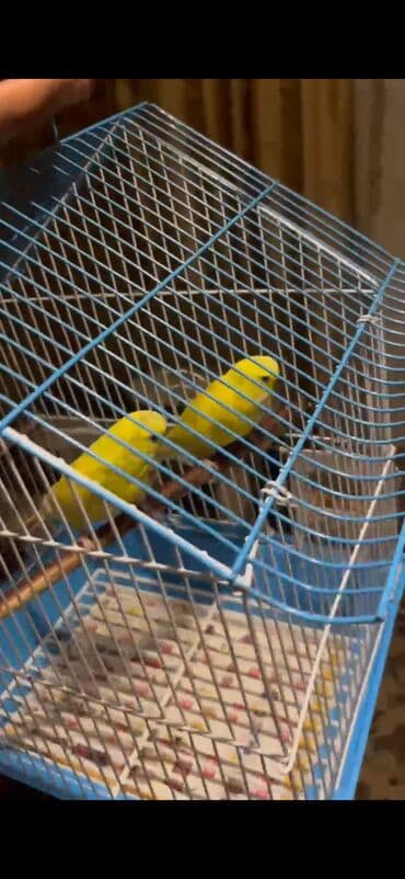 домики для кошек баку: Hazır cüt yumurtaya hazır lutinolar yuva qoy bala al — 1