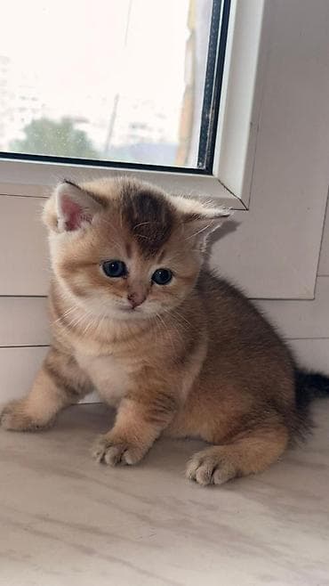 pişik sumkasi: Şotland — 10