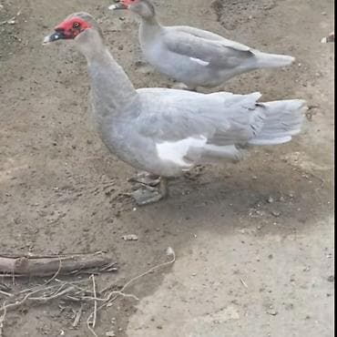 macar ördek: Salam lal ördek yumutası tam mayalı ataları biri Temiz qan lavanda — 4