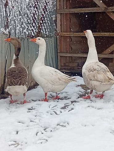 cins xoruz harada banlayır: Gorduyunuz yerli iri qazlar satilir,qiymey sondu,esl damazliq — 2