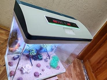 arıçılıq ləvazimatları: Tecılı satılır — 3