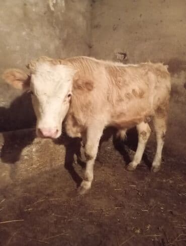 Собаки: Теленок, Самец, месяцев: 10, Для разведения, Самовывоз — 2