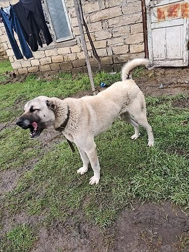 dişi alabay: Kanqal, Dişi — 6