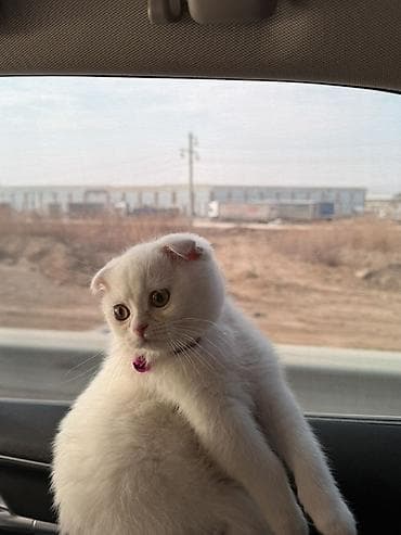 тап аз кошки: Шотладская вислоухая, Самка, В добрые руки, Самовывоз — 1