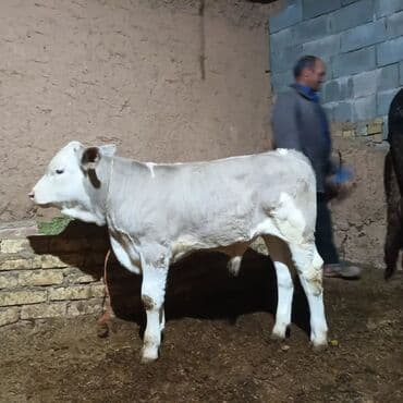 Rozetkalar: Mal-qara: erkək buzov Təsvir: - Rəng: açıq boz-gümüşü kürək, ağ baş — 1