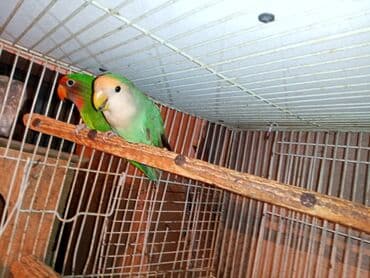 tuk tuk mmc: Nerazlucnik fişer ayrilmazlar maskvıy deyillər cütdu satılır hazır — 9