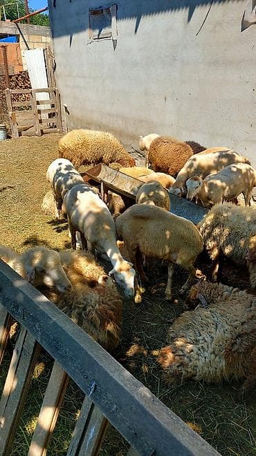 Рогатый скот: Qoç satilir, sekilde gorduyunuz qoçlardir, iri 3 eded muxtelif — 1