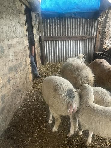 qaz satılır: Satılır: Erkək Quzlar satlit Tatallar sortu - Şəkillərdə görünən — 4