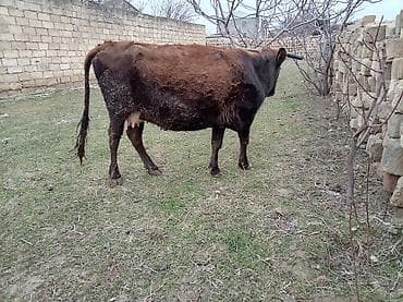 Salam inək satılır ətlik di 4 litir süd verir 06.07.011 iylədə Bater