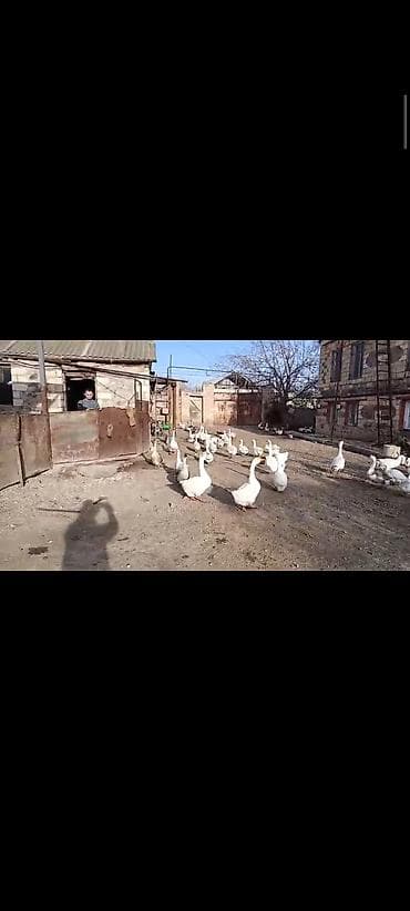 Gəmiricilər: Ağ qazlar və balaları - Cins: ağ ev qazı (narıncı dimdik və pəncələr) — 8