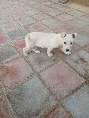 Heyvanlar üçün mallar: Balaca, krem rəngli it balası Xüsusiyyətlər: - Ağımtıl/krem rəngli — 2