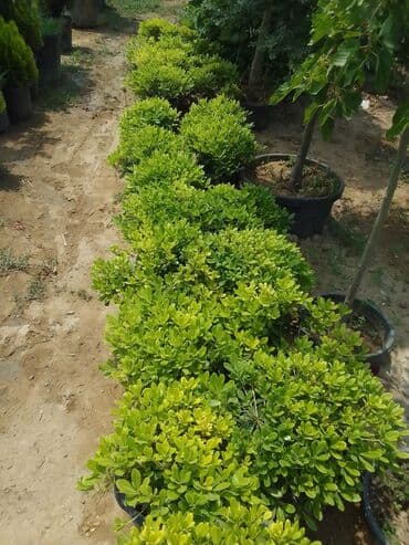 ищу работу садовник на дачу: Salam bağ evlərində, Abyektlərdə parklarda bağban xidməti görülür — 13