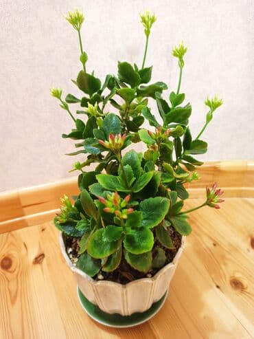 diri baliq satisi: Masazır ev gülləri — 6