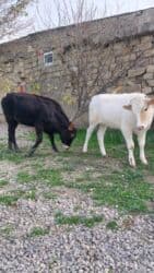 toyuq sekilleri: Satılır: 2 baş dana - Rəng: biri qara, biri ağ (baş və qulaq — 2