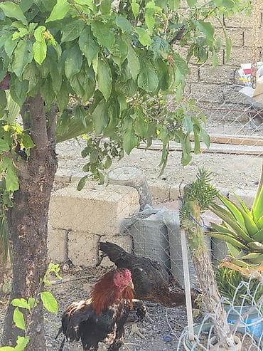 K/t heyvanları və malları: Toyuq, Damazlıq — 6