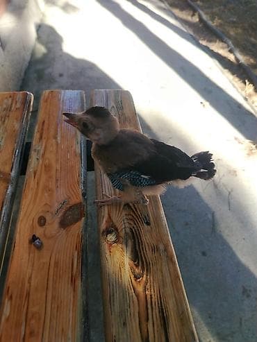 baliq akvarium satisi: Quş balası – al-ələ öyrəşdirilə bilən, evdə saxlanıla bilən növdən — 2