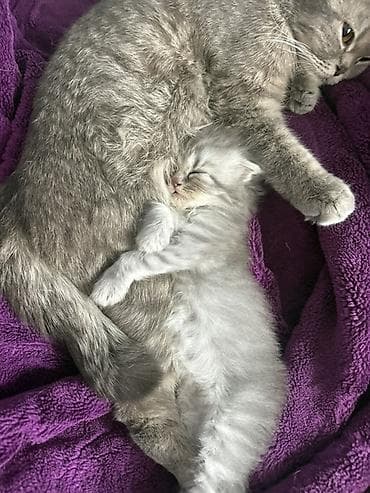 şotlant pişiy: Şotland — 4