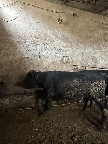 danalar: Satlıq erkək Anqus boş boş adamlar naraht etmesin heyvani almaq — 4