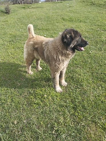 heyvan per page 40: Qafqaz çoban iti, 7 ay — 4